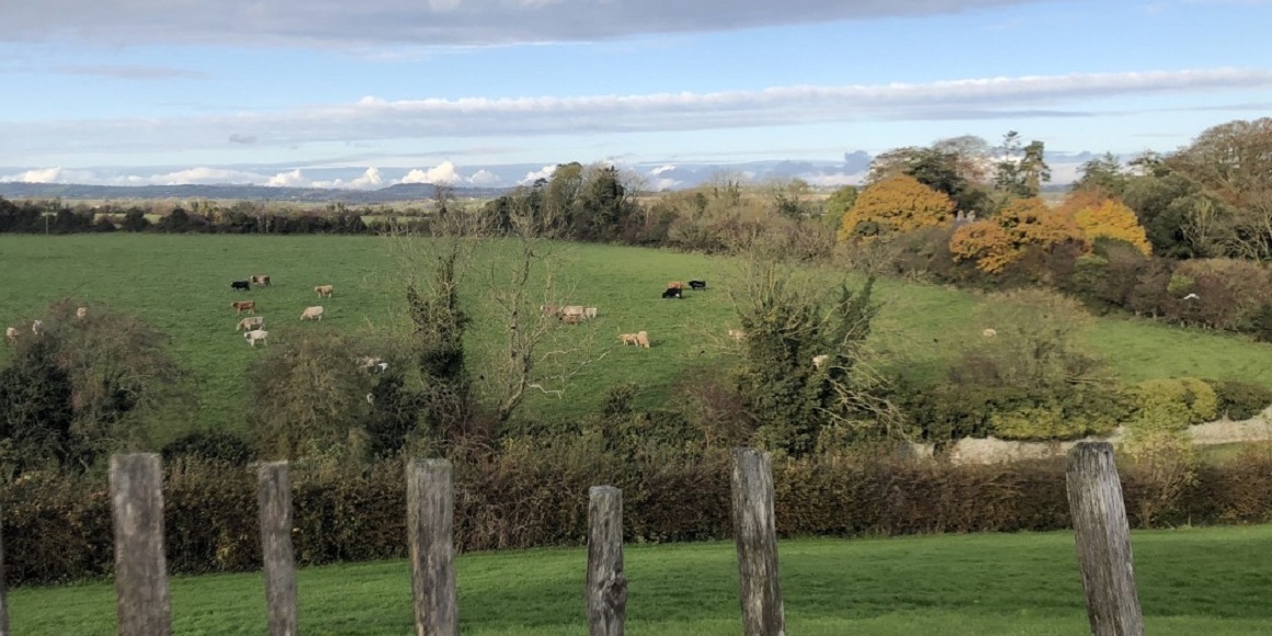 Cows grazing on lush green hill outside of Dublin