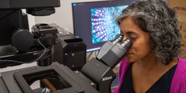 Angy Kallarackal uses the confocal microscope