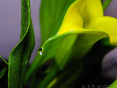 yellow and green flower with dew